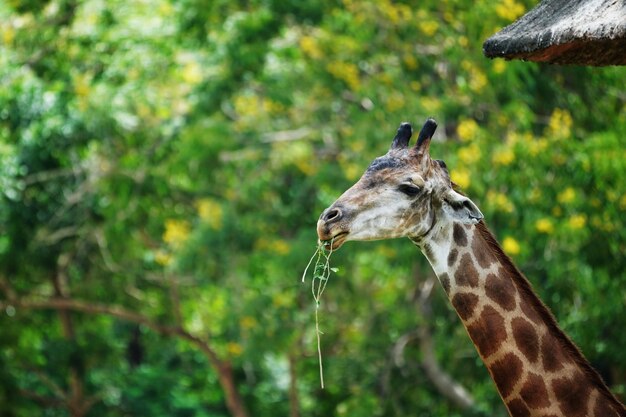 Photo close-up of giraffe on land