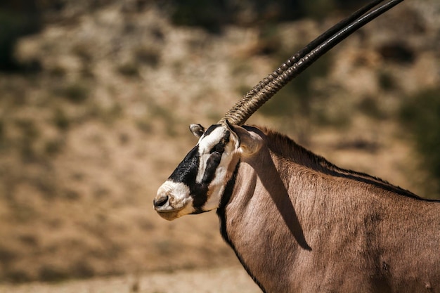 Foto prossimo piano di una giraffa a terra