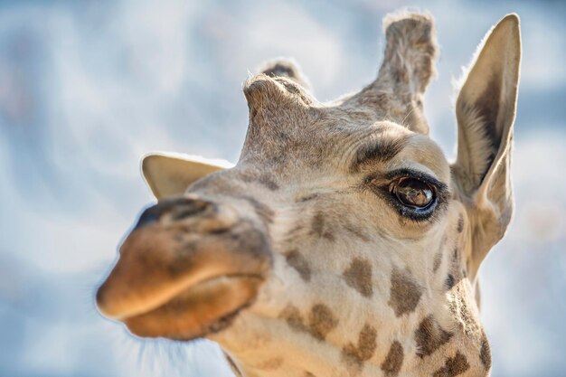 Photo close-up of giraffe looking away