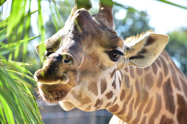 Photo close-up of a giraffe in zoo