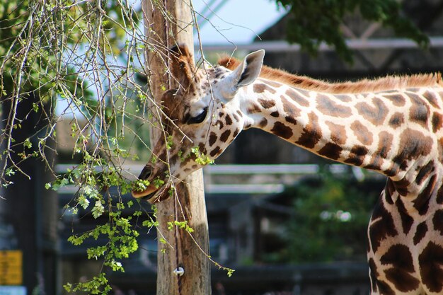 Foto close-up di una giraffa allo zoo