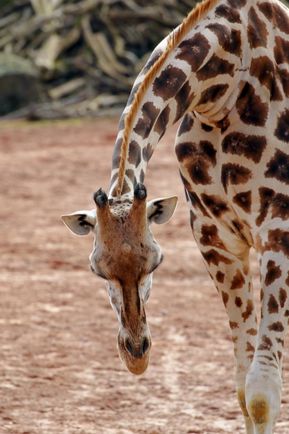 Foto prossimo piano della giraffa