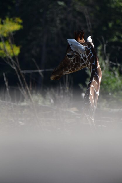 Foto un primo piano di una giraffa