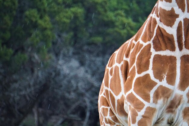 Foto prossimo piano di una giraffa