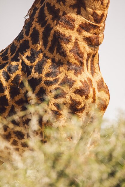 Foto prossimo piano di una giraffa