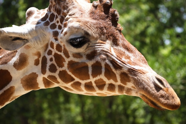 Foto prossimo piano di una giraffa