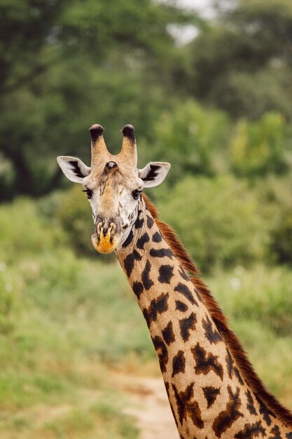 Photo close-up of giraffe