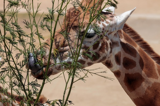 Close-up of giraffe