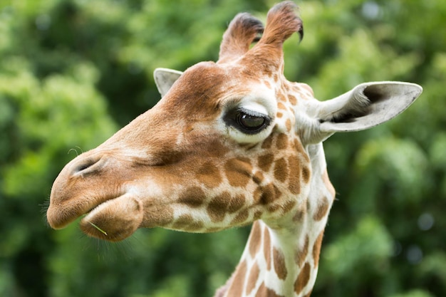 Photo close-up of giraffe