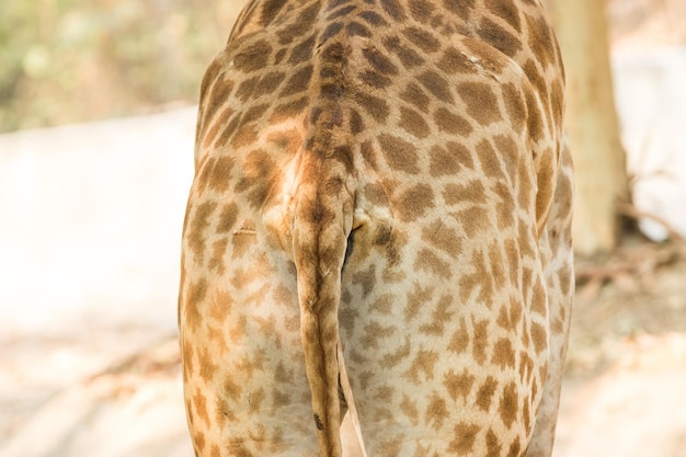 Photo close up of giraffe