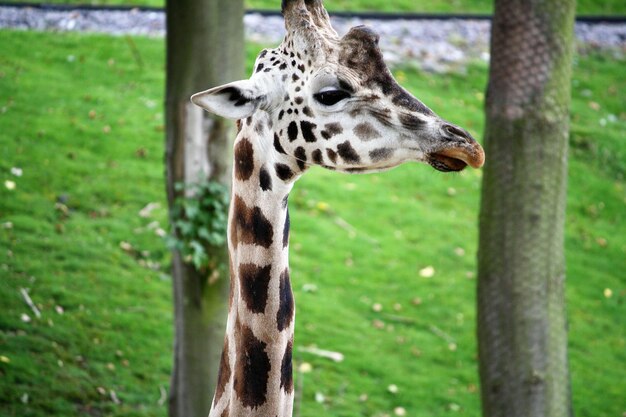 Close-up of a giraffe