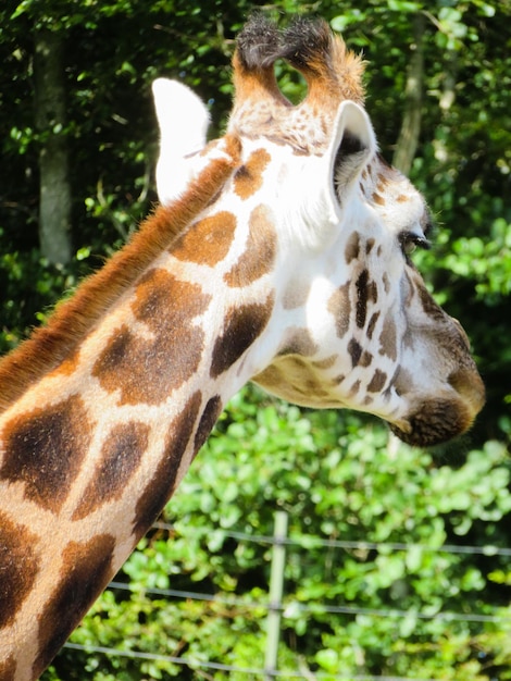 Close-up of giraffe