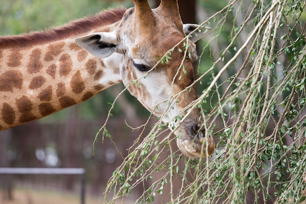 Photo close-up of giraffe