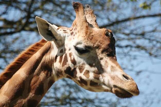 Photo close-up of a giraffe