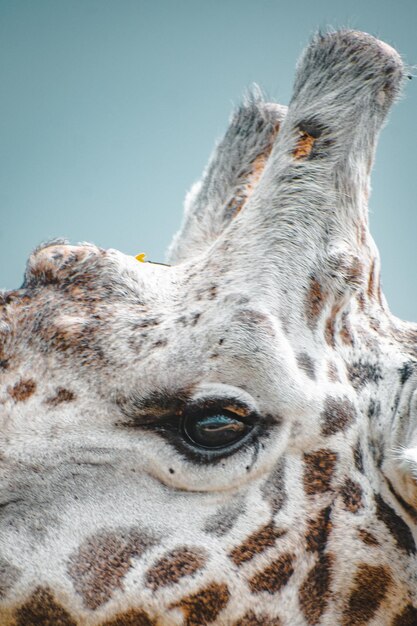 Photo close-up of giraffes eye