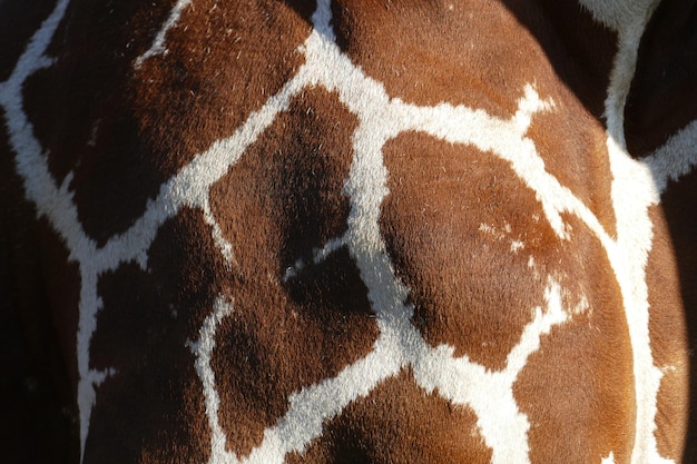 Photo close-up of giraffes skin pattern