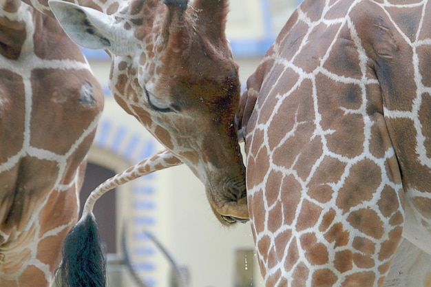 Photo close-up of giraffes in zoo