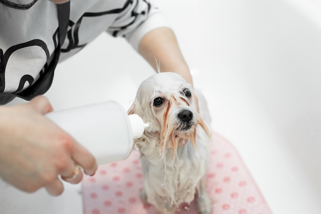 Close up of a girl bathing her dog in the bathroom, she pours water on her from the shower