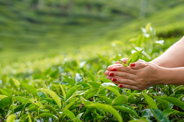 Photo close-up, the girl gently collects the top leaves of tea from green bushes high in the mountains. tea valley tea production