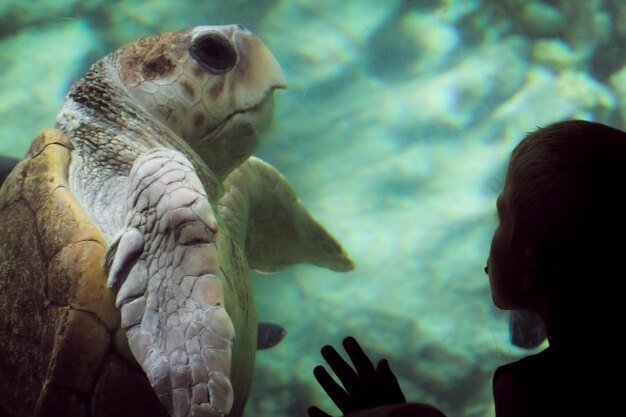 Photo close-up of girl looking at turtle in aquarium