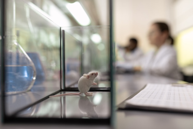 Foto primo piano di una scatola di vetro con un topino bianco in piedi sul tavolo con gli scienziati sullo sfondo nel laboratorio