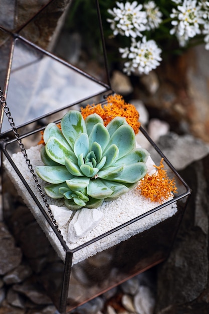 Foto chiuda su florarium di vetro con la pianta succulente dentro