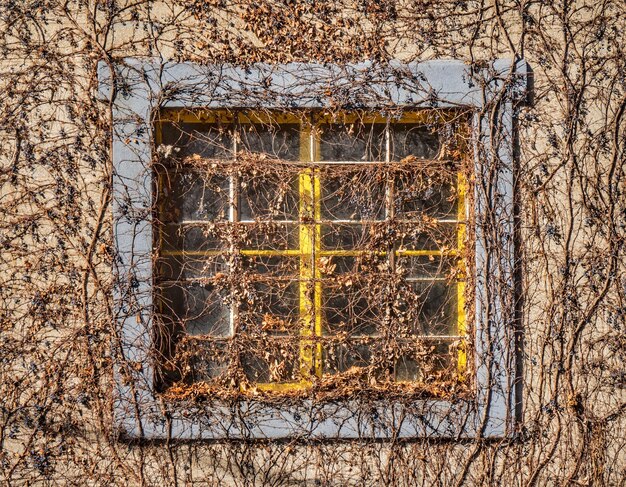 Close-up of glass window