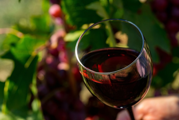 Close up of glass with red wine next to grapes in vineyard