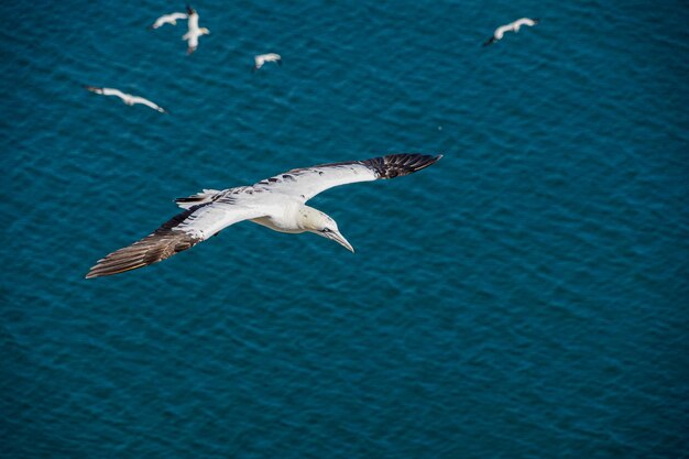 Photo close up of gliding flying gliding large white black gannet over blue ocean