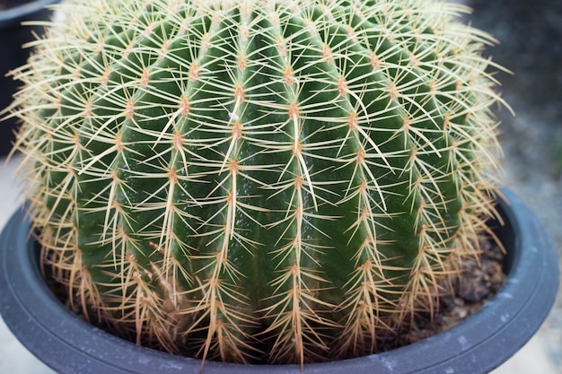 Close up of globe shaped cactus