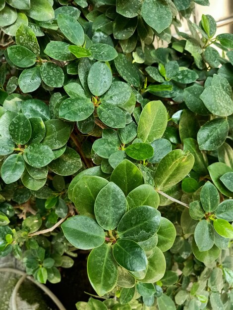 輝く葉のイチゴ の 植物 を 近く から 見る