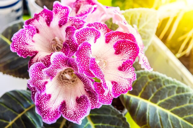 Close up of Gloxinia Sinningia speciosa flowers in the foreground and dark green leaves