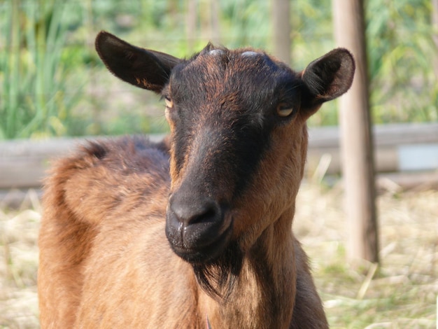 Close-up of goat on field