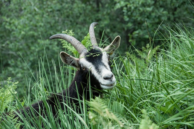 Photo close-up of goat on field