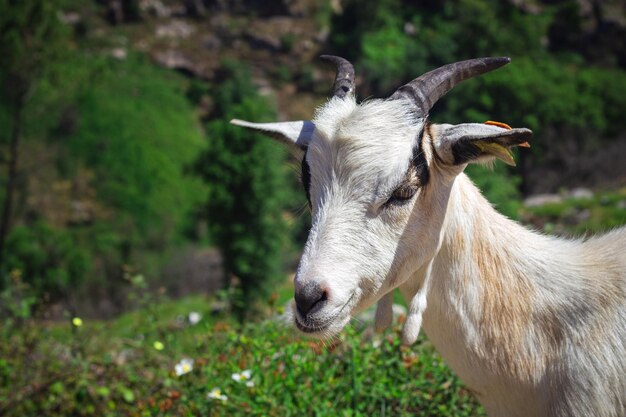 Close-up of goat on field