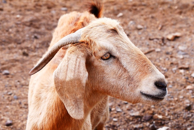 Foto close-up di una capra sul campo