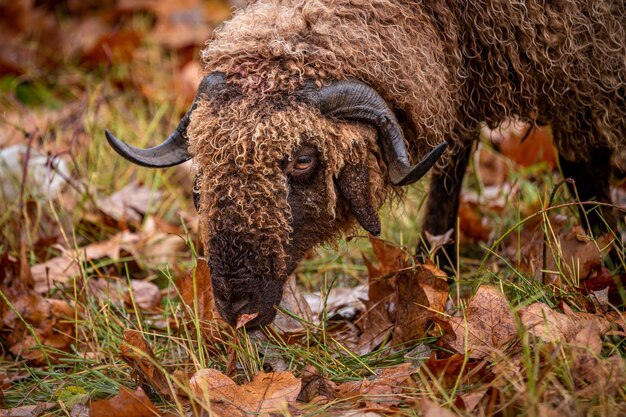 Foto close-up di una capra sul campo