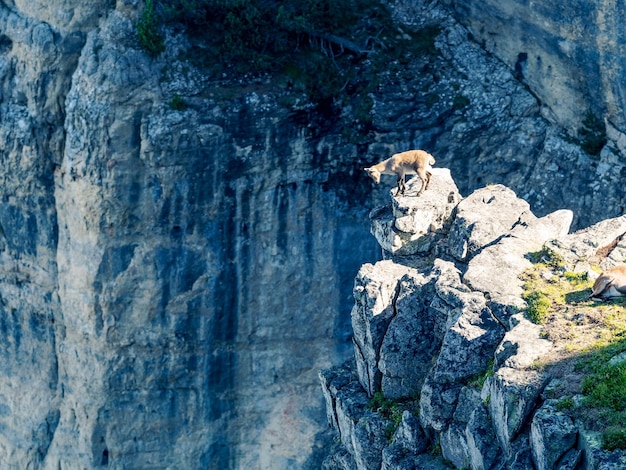 Photo close-up of goat on mountain