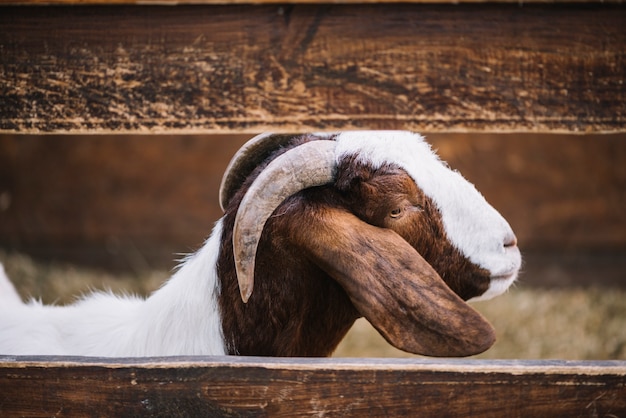 Close-up of a goat peeks standing behind the wooden fence on the farm