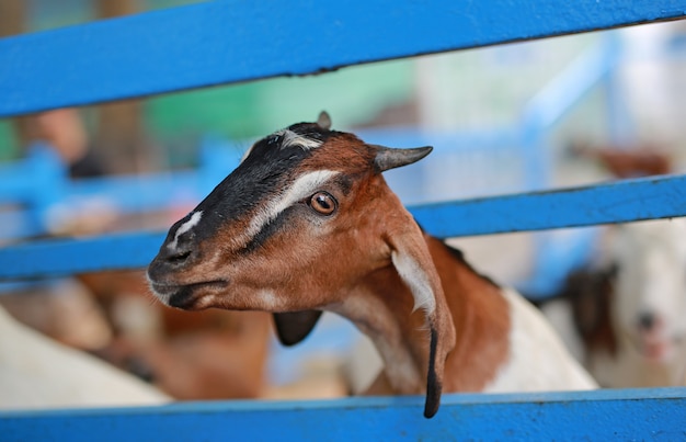 Close up goat in stall