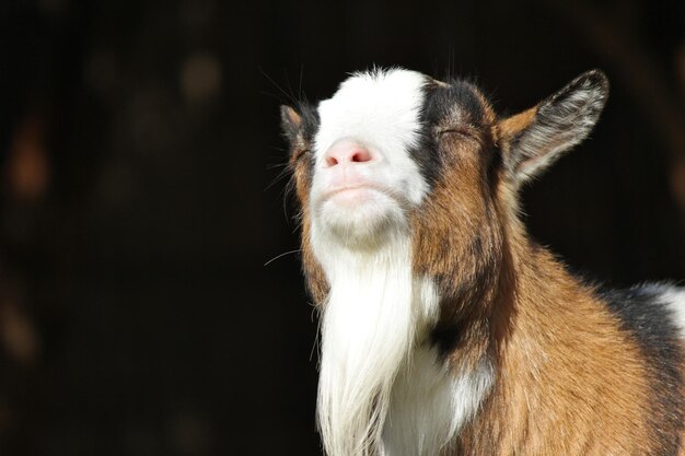 Close-up of goat with eyes closed