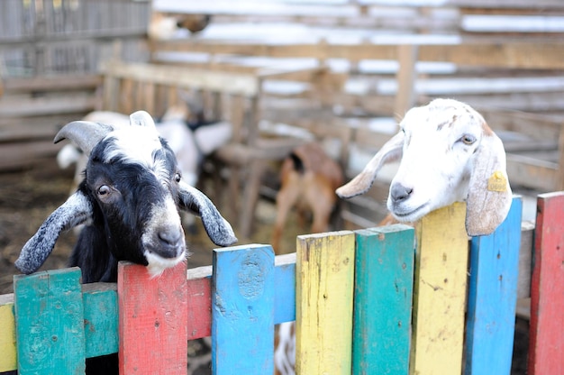 Photo close-up of goat on wooden post