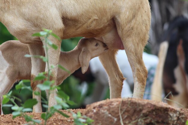 Photo close-up of a goat