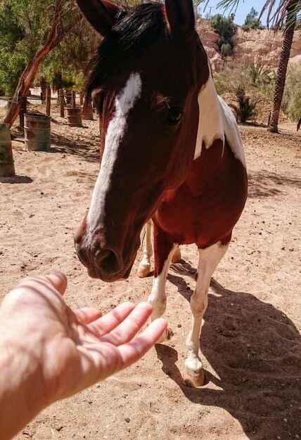 Photo close-up of goat