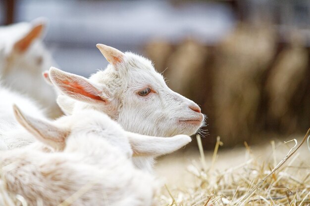 Photo close-up of goat