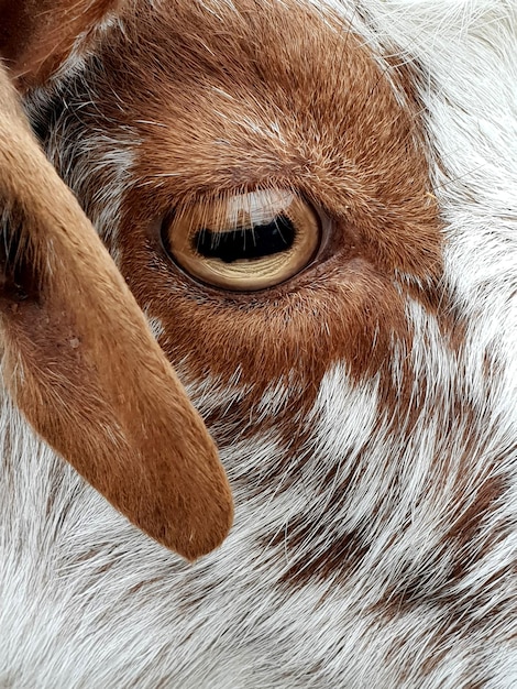 Photo close-up of goat