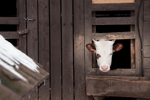 Close-up of goat