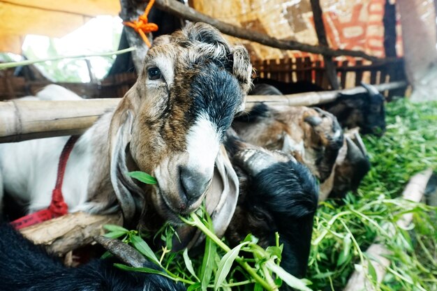 Photo close-up of goat