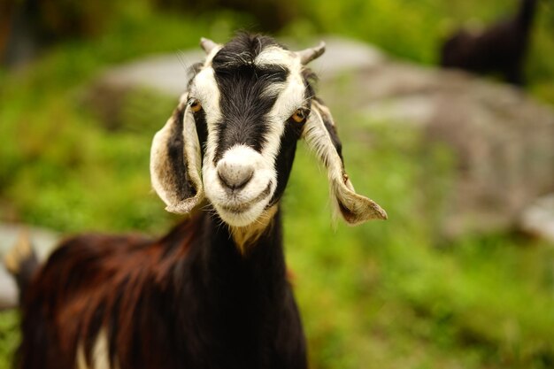 Photo close-up of goat