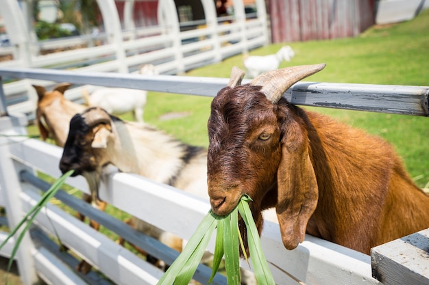 動物園で草を食べるヤギのクローズアップ